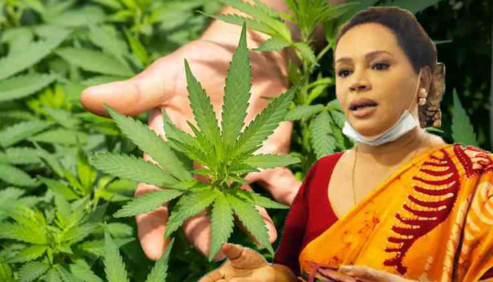 කංසා ගැන රජයේ අලුත්ම තීරණය මෙන්න