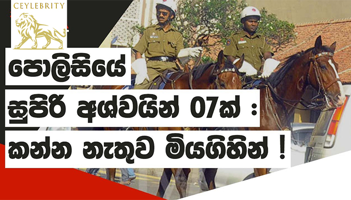 පොලිසියේ සුපිරි අශ්වයින් 7ක් කන්න නෑතුව මියගිහින්