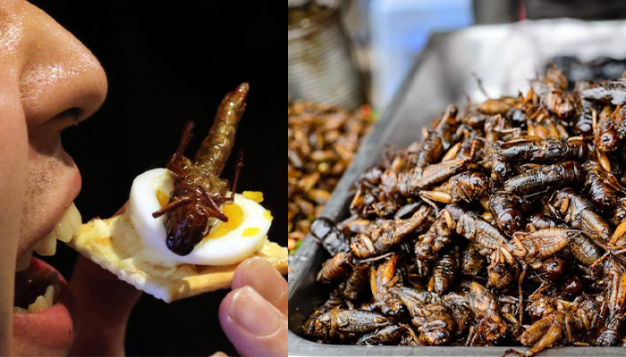 insect to eat