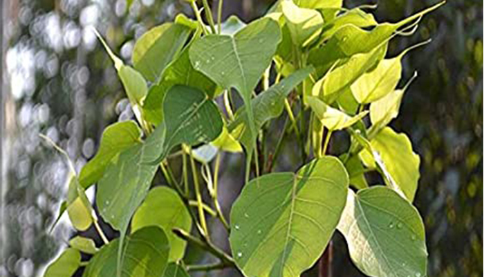 udamaluwe himinama
