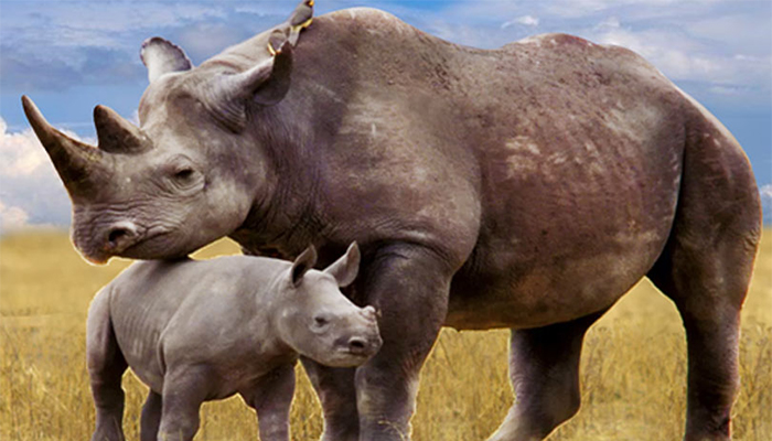 rainosiras vikinimata